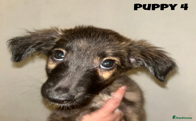 Mixed Breed dogs - Advert 5