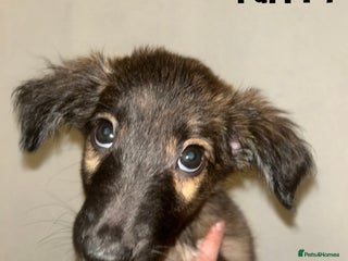 Mixed Breed dogs - Advert 20