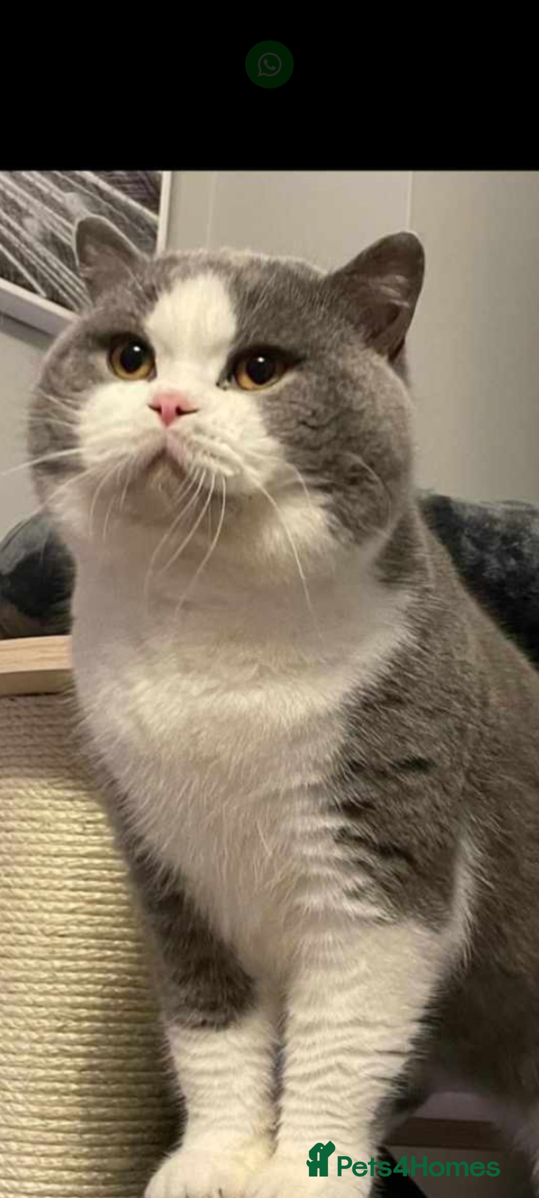 British Shorthair cats for sale: British Shorthair kittens  - Advert 6