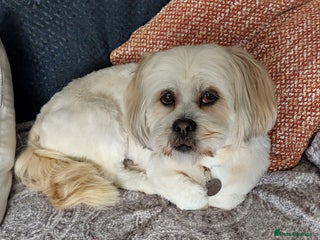 Lhasa Apso dogs KC REGISTERED LHASA APSO PUPPIES FOR SALE - Advert 1