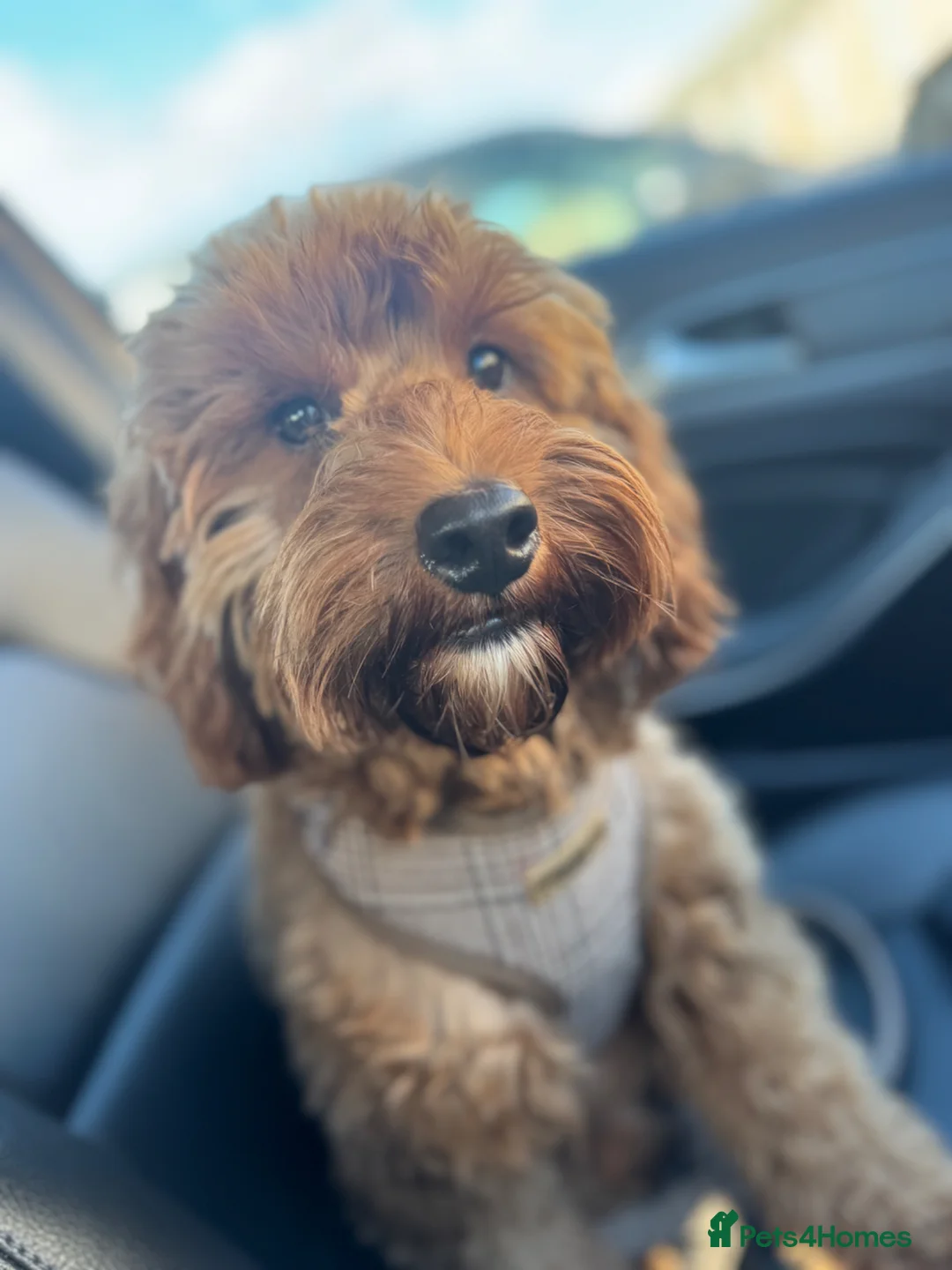 Cockapoo dogs for sale: outstanding male cockapoo - Advert 2