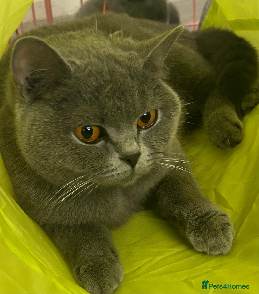 British Shorthair cats for sale: Pedigree GCCF BSH kittens ready in 2 weeks time !! - Image 4