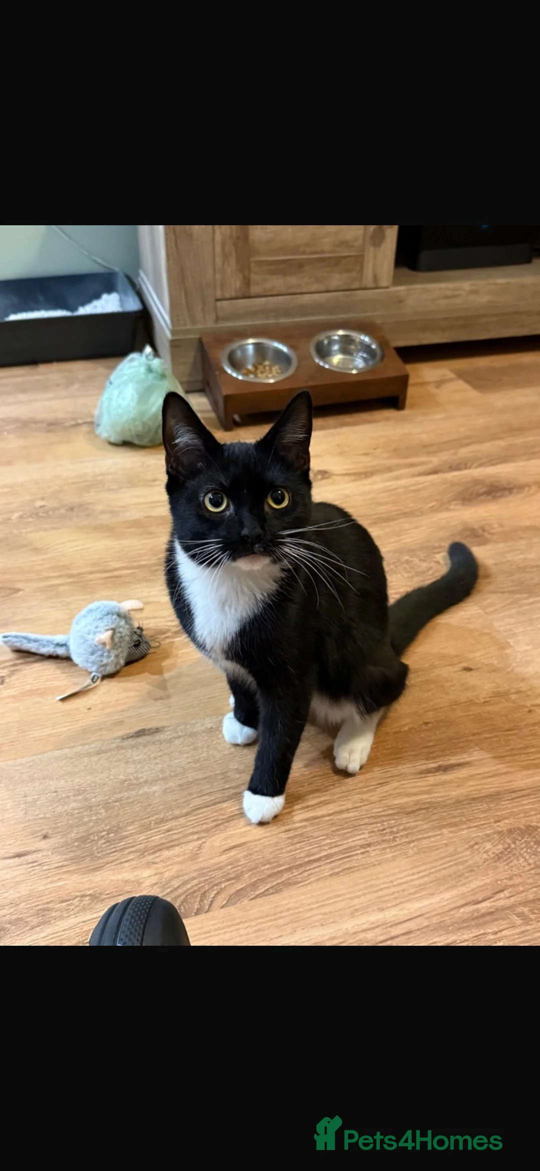 Mixed Breed cats for sale: Pookie  in Bridgend - Advert 1