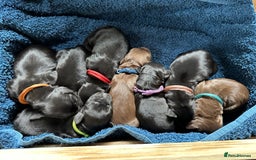 Mixed Breed dogs for sale: Gorgeous litter of 8 x F1 Sprocker Spaniels - Image 1