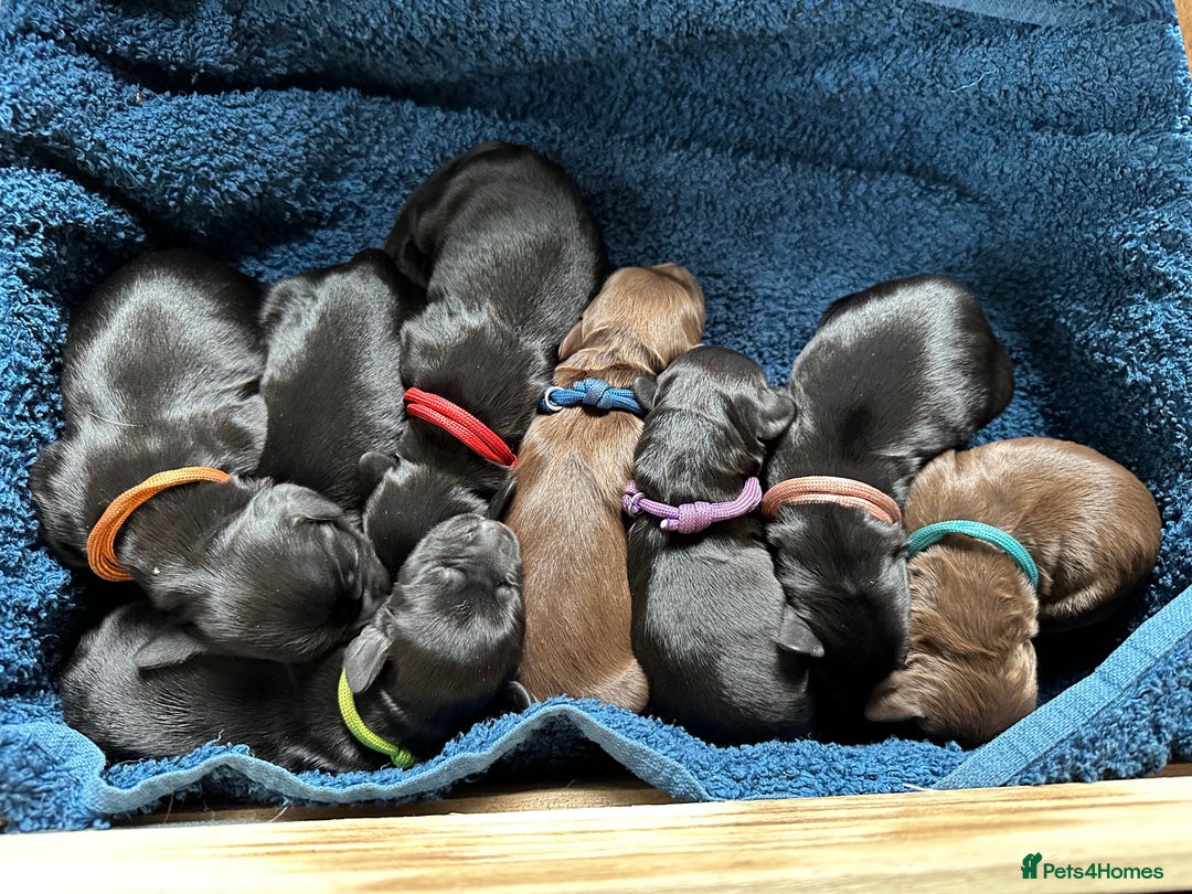 Mixed Breed dogs for sale: Gorgeous litter of 8 x F1 Sprocker Spaniels - Image 1