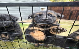 German Shepherd dogs for sale: Chunky German shepherd puppies for sale  - Advert 24