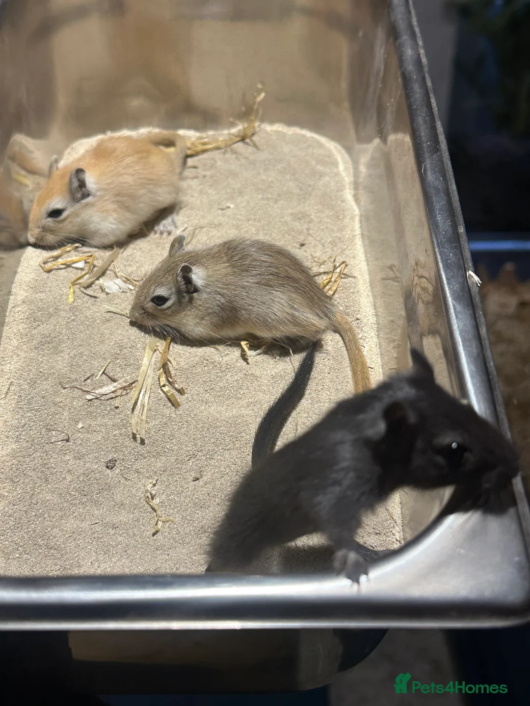 Gerbil rodents for sale: Gerbils in need of a home - Advert 1
