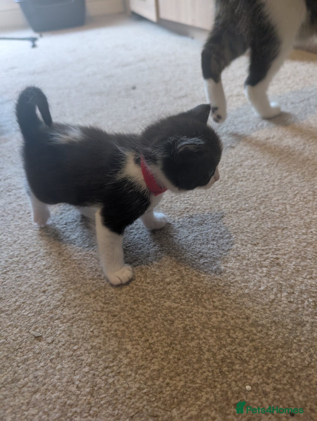 Maine Coon cats for sale: Kittens for sale - Image 18