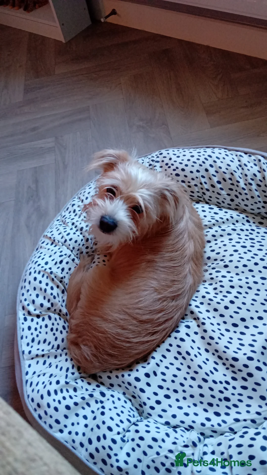 Mixed Breed dogs for sale: Beautiful little spud needs a loving home    - Advert 4