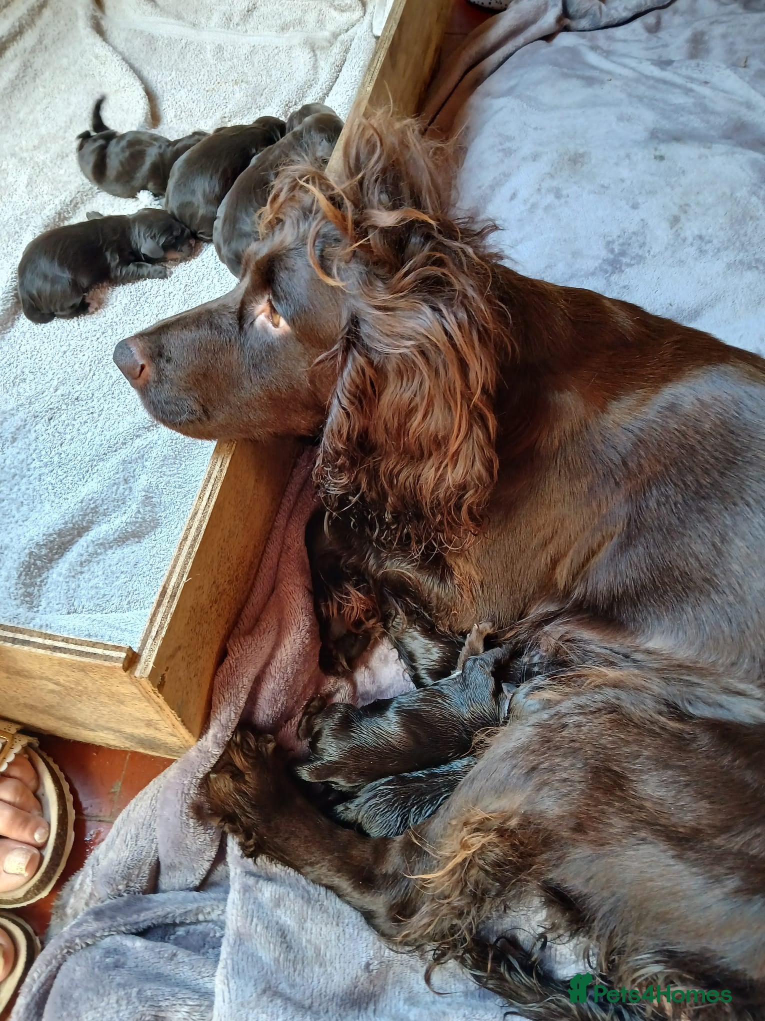 Cocker Spaniel dogs Working cocker spaniel puppies kc reg - Advert 2