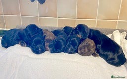Cocker Spaniel dogs for sale: Working Cocker Spaniel Pups - Image 2
