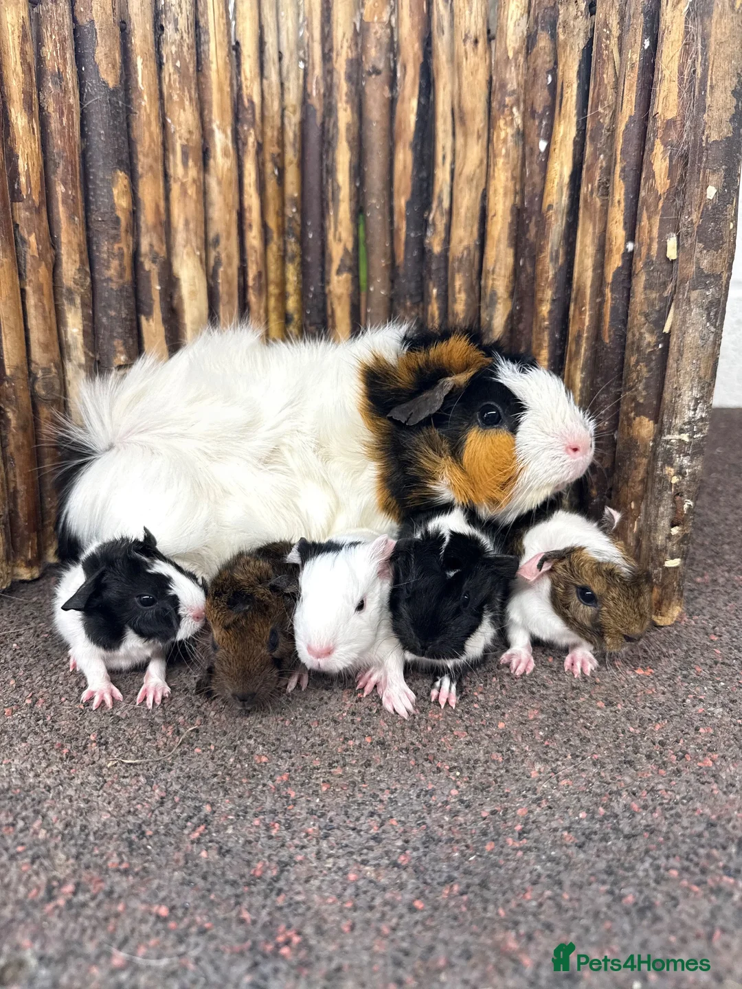 Guinea Pig rodents for sale: Baby Guinea pigs! - Advert 1