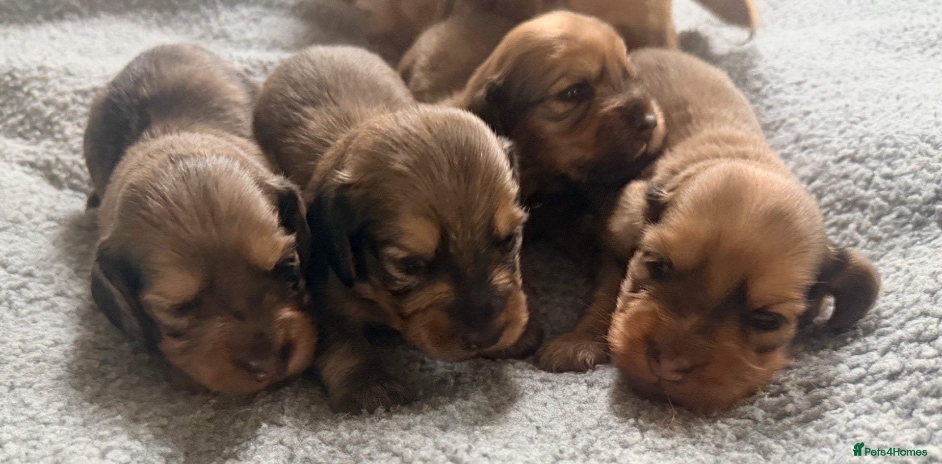 Miniature Dachshund dogs for sale: Shaded cream and dapple long hair puppies - Advert 3