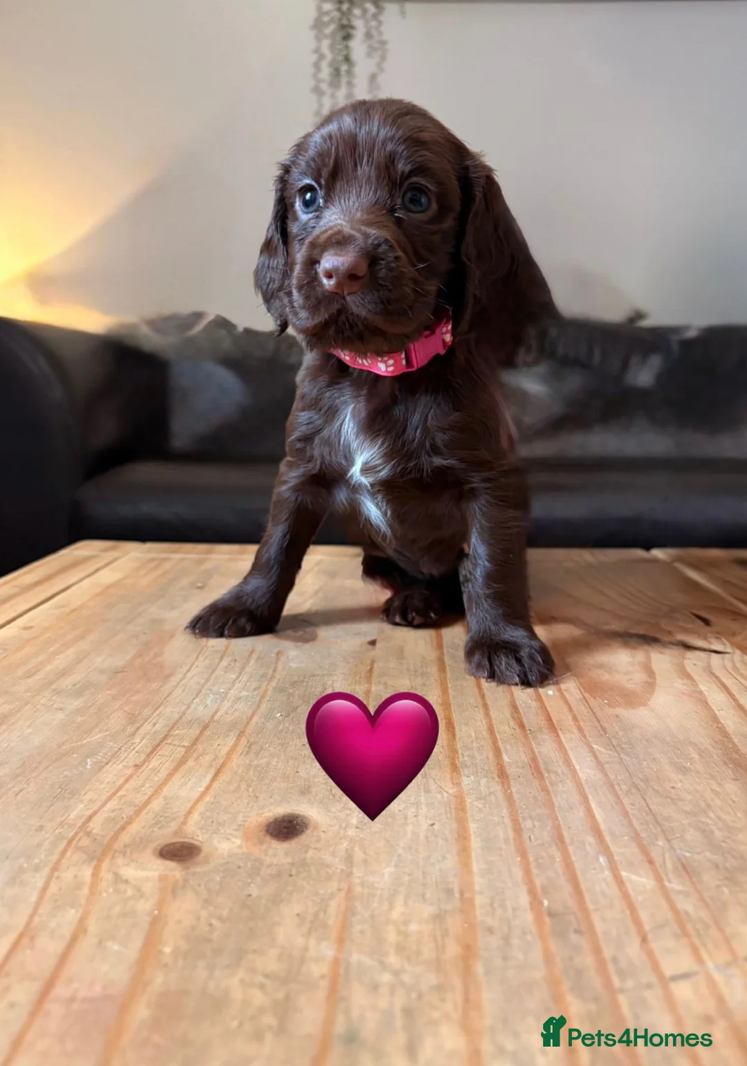 Cocker Spaniel dogs for sale: Working Cocker Spaniel Puppies 5 weeks old - Advert 8