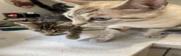Bengal cats for sale: One little female Bengal x - Advert 2