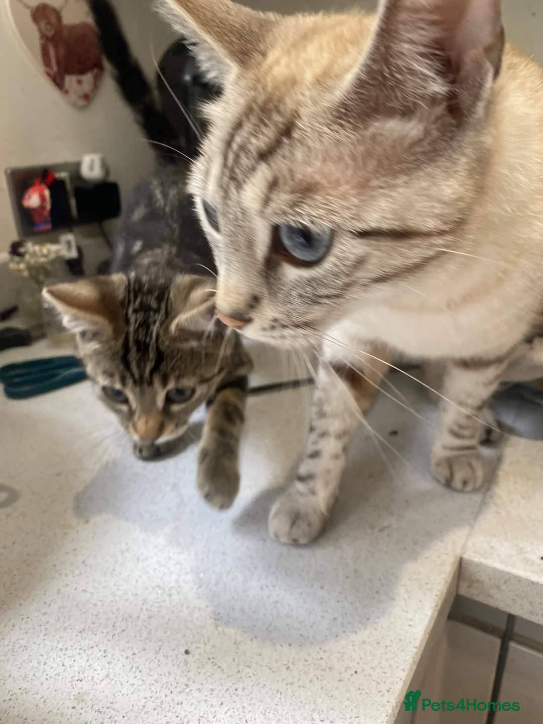 Bengal cats for sale: One little female Bengal x - Advert 2