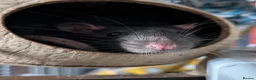 Rat rodents for sale: 4 male rats - Advert 1
