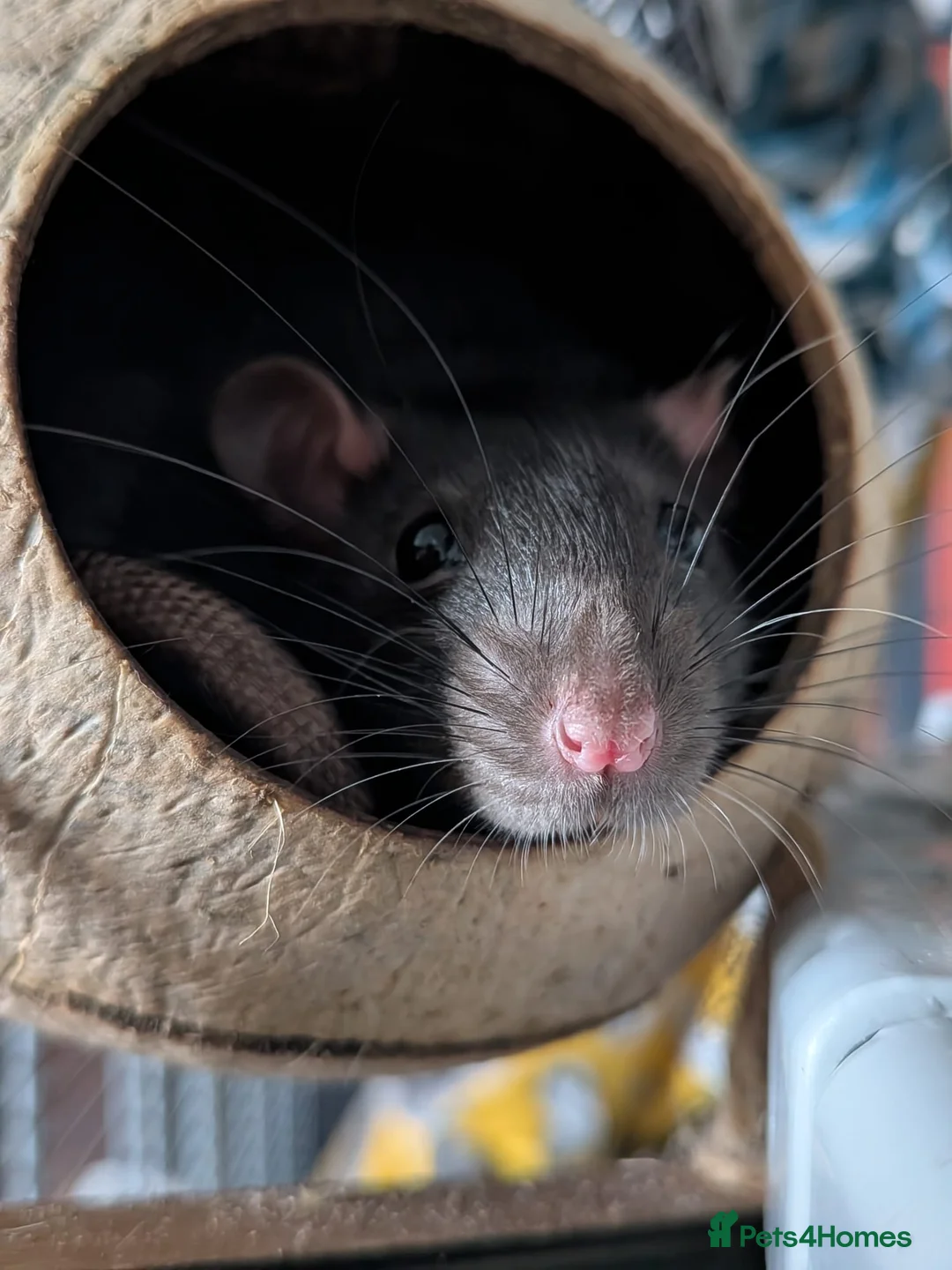 Rat rodents for sale: 4 male rats - Advert 1