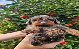 Cockapoo dogs for sale: F2 Cockapoo puppies for sale  - Image 24