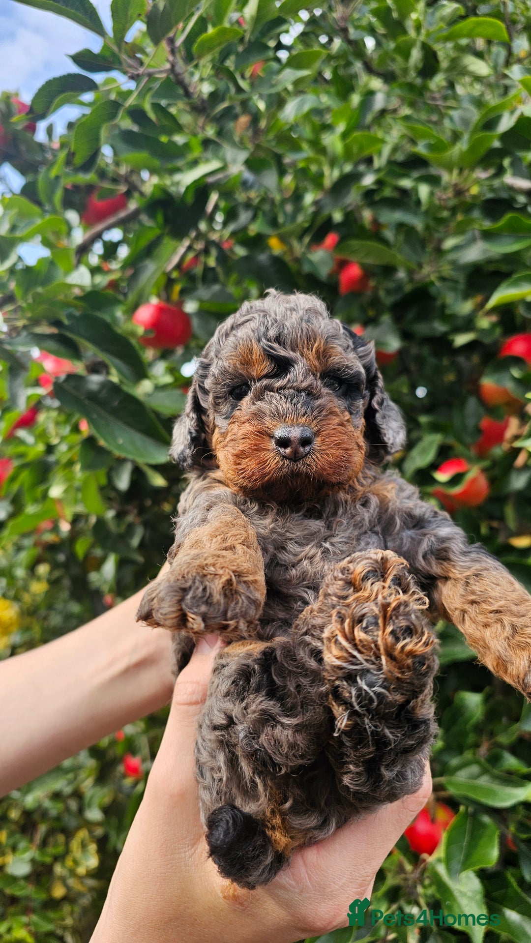 Cockapoo dogs for sale: F2 Cockapoo puppies for sale  - Image 24