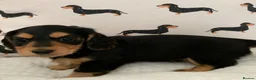 Dachshund dogs for sale: KC reg long hair dachshunds  - Advert 12