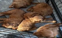 Cockapoo dogs for sale: F1 Red Cockapoo puppies ~ ⭐️ready Now ⭐️  - Image 25