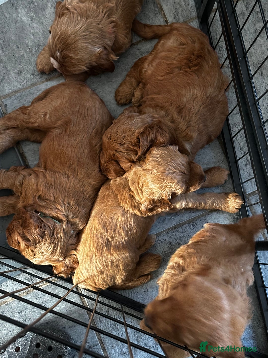 Cockapoo dogs for sale: F1 Red Cockapoo puppies ~ ⭐️ready Now ⭐️  - Image 25