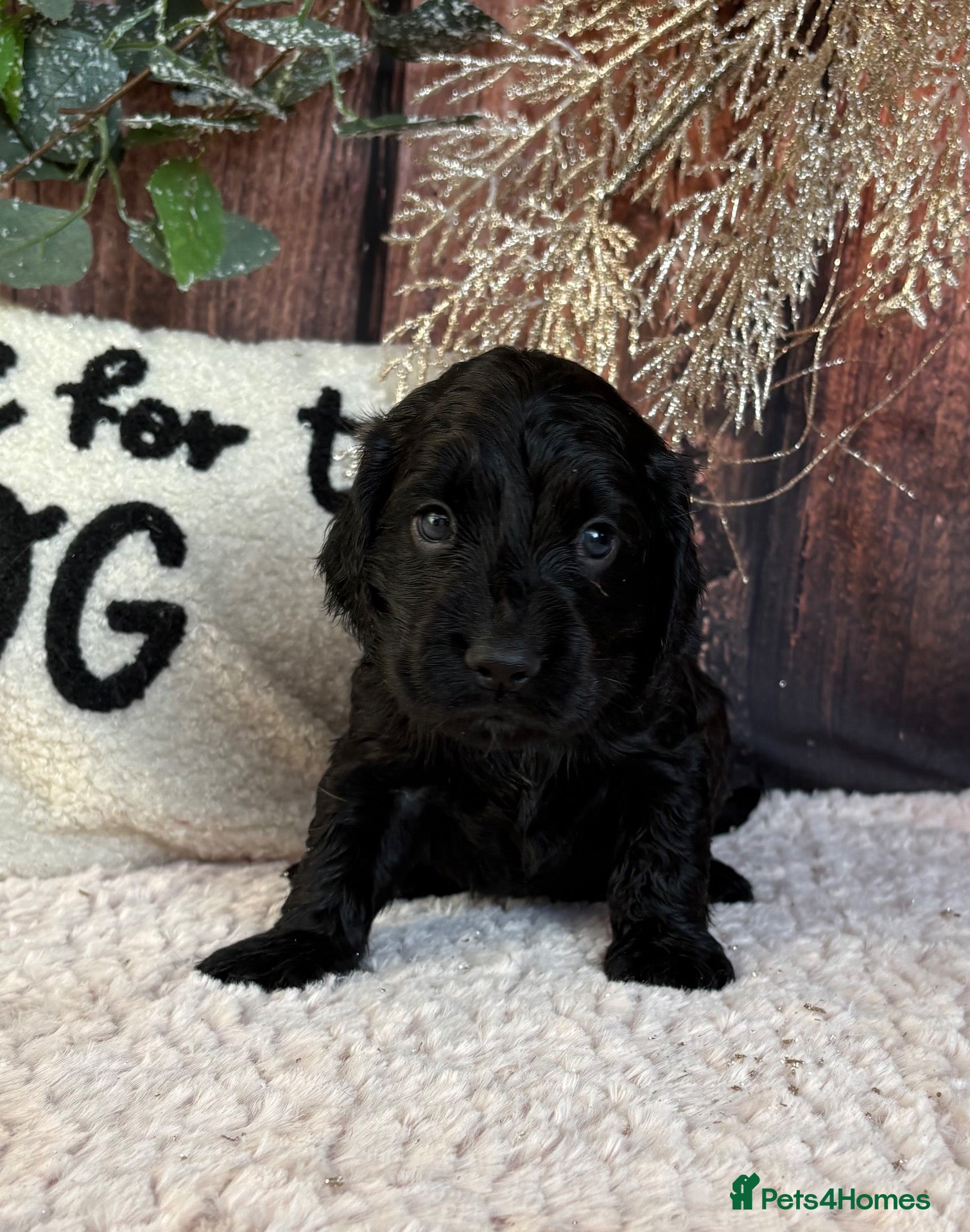 Cocker Spaniel dogs for sale: Gorgeous KC Show Cocker Spaniel Puppies  - Advert 2