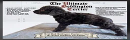 Bedlington Terrier dogs for sale: Outstanding Bedlington terrier pup.  - Advert 1