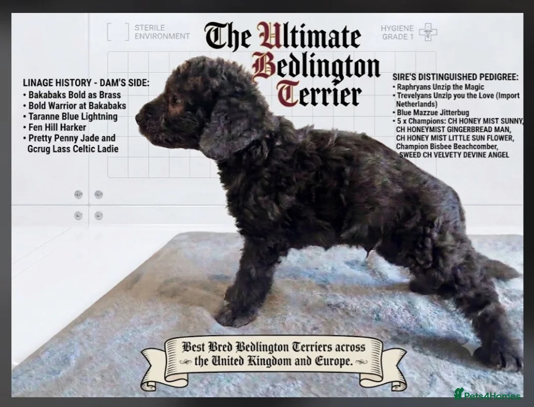 Bedlington Terrier dogs for sale: Outstanding Bedlington terrier pup.  - Advert 1
