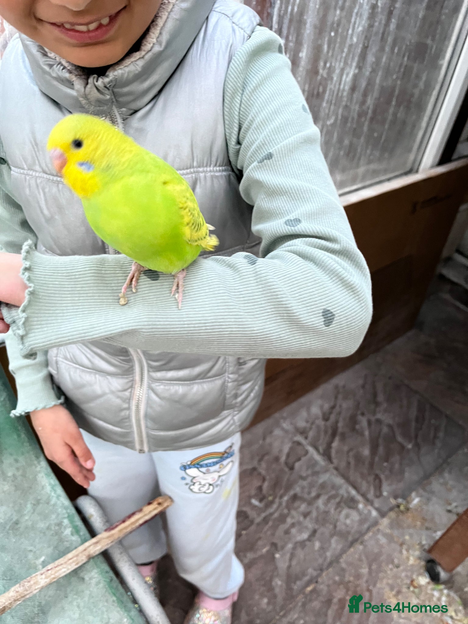 Budgerigars birds Budgies available 4 good home - Various mutations. - Advert 2