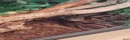 Python Snake reptiles for sale: Royal Python with viv - Advert 3