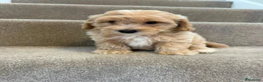 Coton De Tulear 1