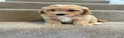 Coton De Tulear dogs for sale: Coton noodles puppies ready now  - Advert 9