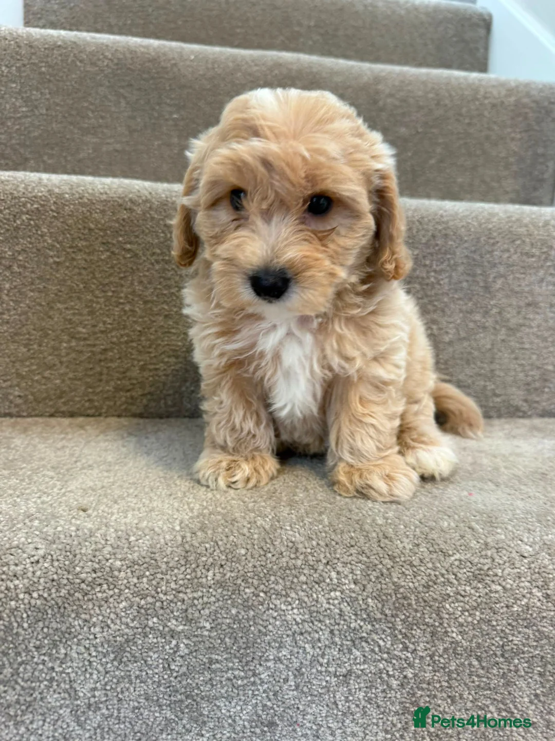 Coton De Tulear dogs for sale: Coton noodles puppies ready now  - Advert 9