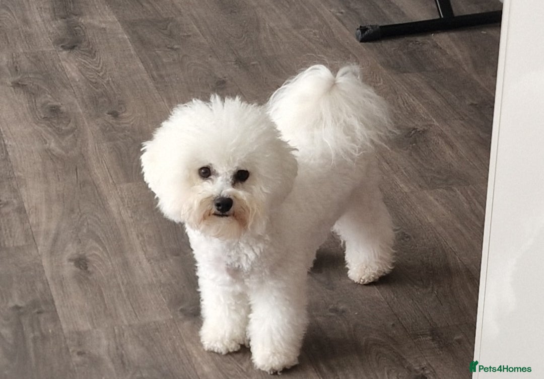 Bichon Frise dogs for sale: Sweet Bichon Frise puppies- Champion Bloodline  - Advert 19