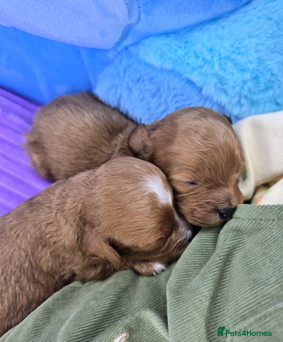 Cavapoo dogs for sale: 🩷🩵SMALL TOY🐶CAVAPOO PUPS🐶HEALTH DNA TESTED🩵🩷 - Advert 15