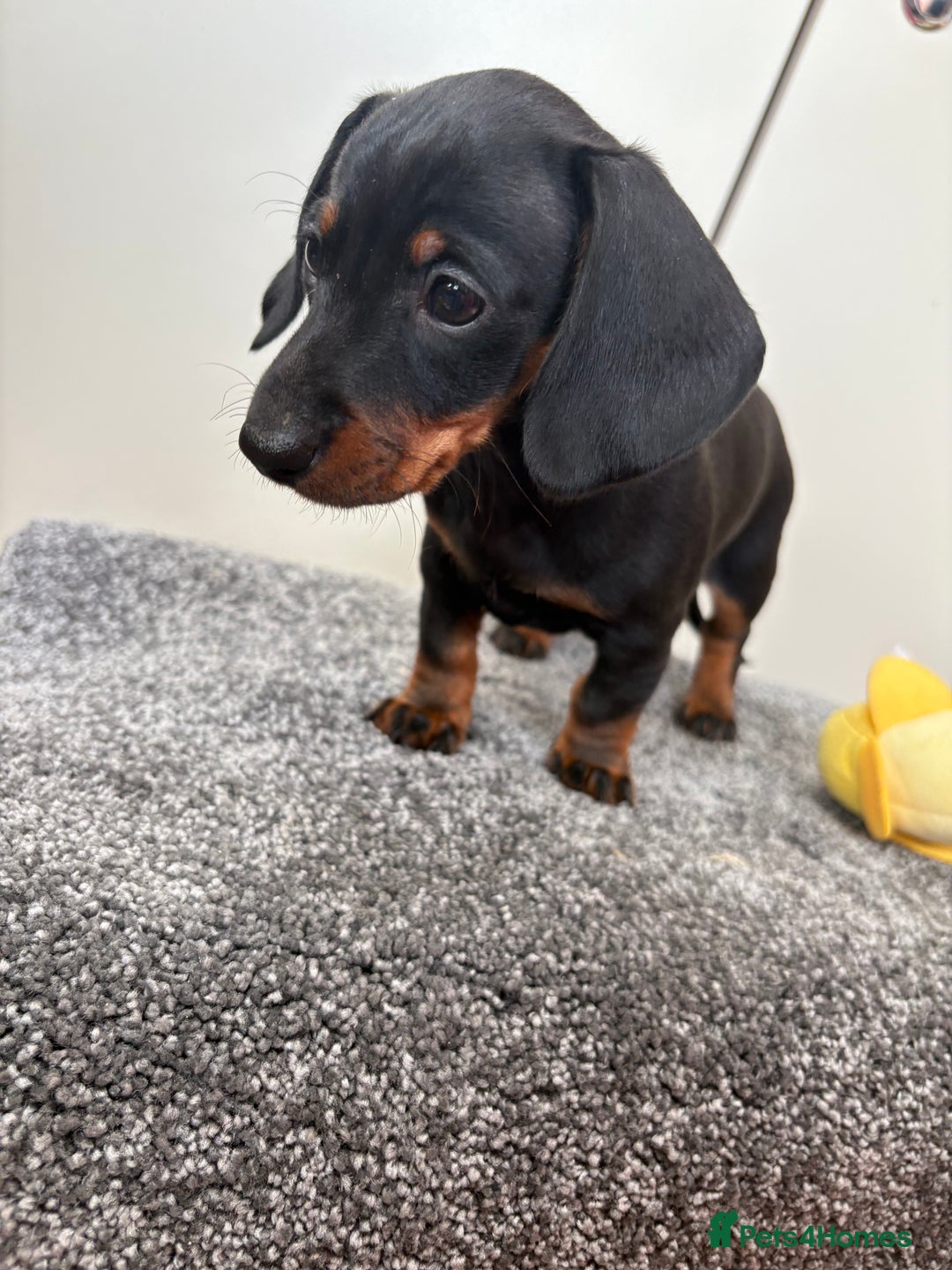 Miniature Dachshund dogs for sale: Black & Tan Minature Dachshunds⭐️ in Leicester - Image 11