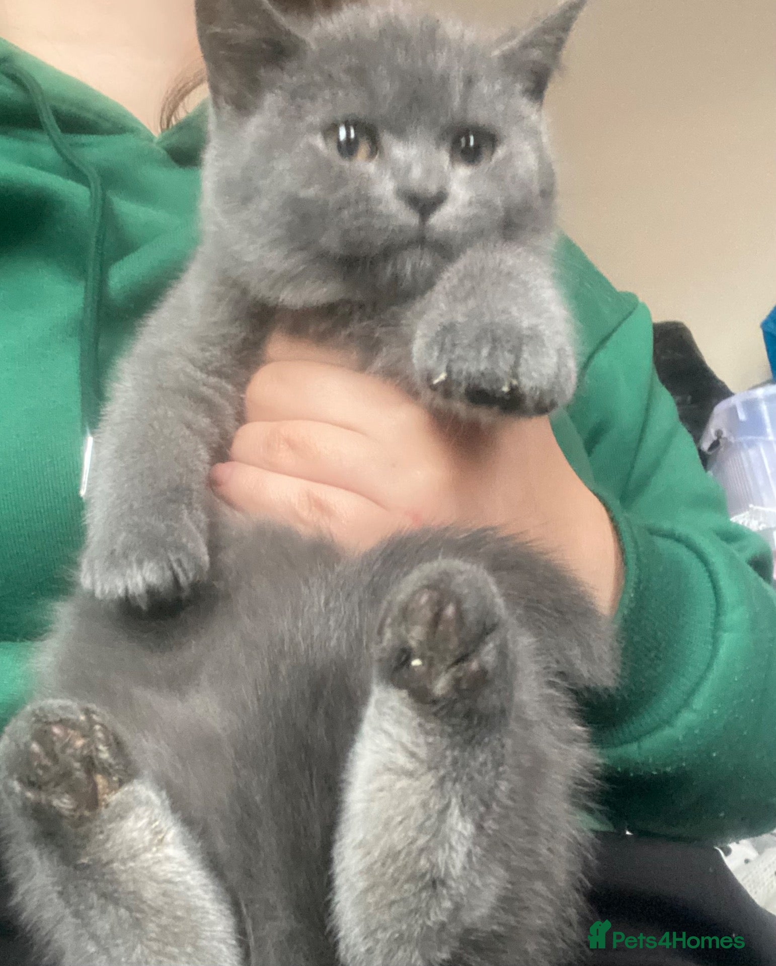 British Shorthair cats Stunning Blue & Black GCCF Kittens - Advert 1