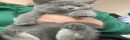 British Shorthair cats for sale: Stunning Blue & Black GCCF Kittens - Advert 2