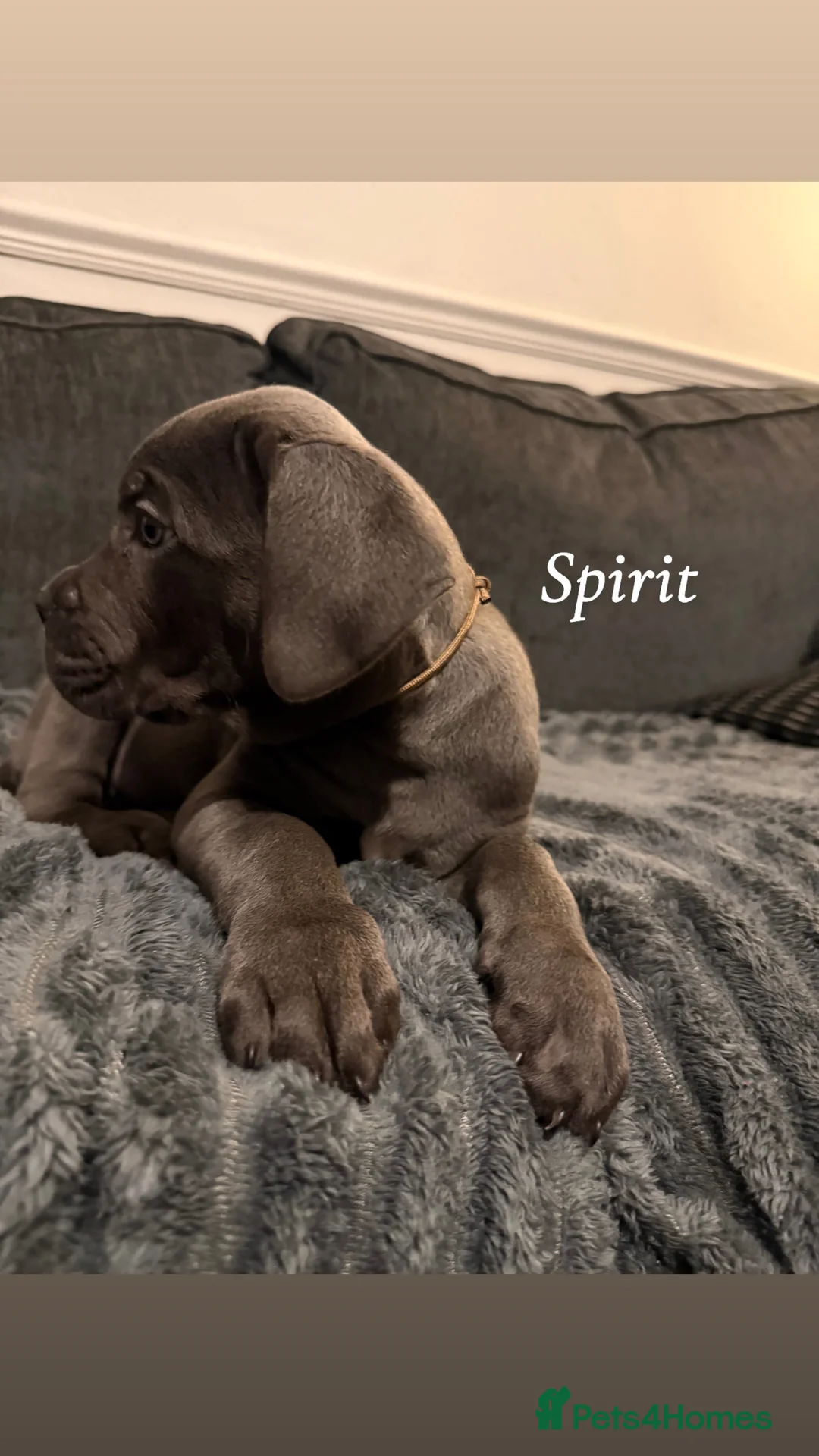 Cane Corso dogs for sale: Blue/lilac cane corsos  - Advert 2