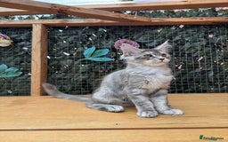 Maine Coon cats for sale: Russian bloodline Maine Coon Kittens 20+Gen! 🏆 - Image 3