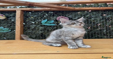 Maine Coon cats - Advert 1