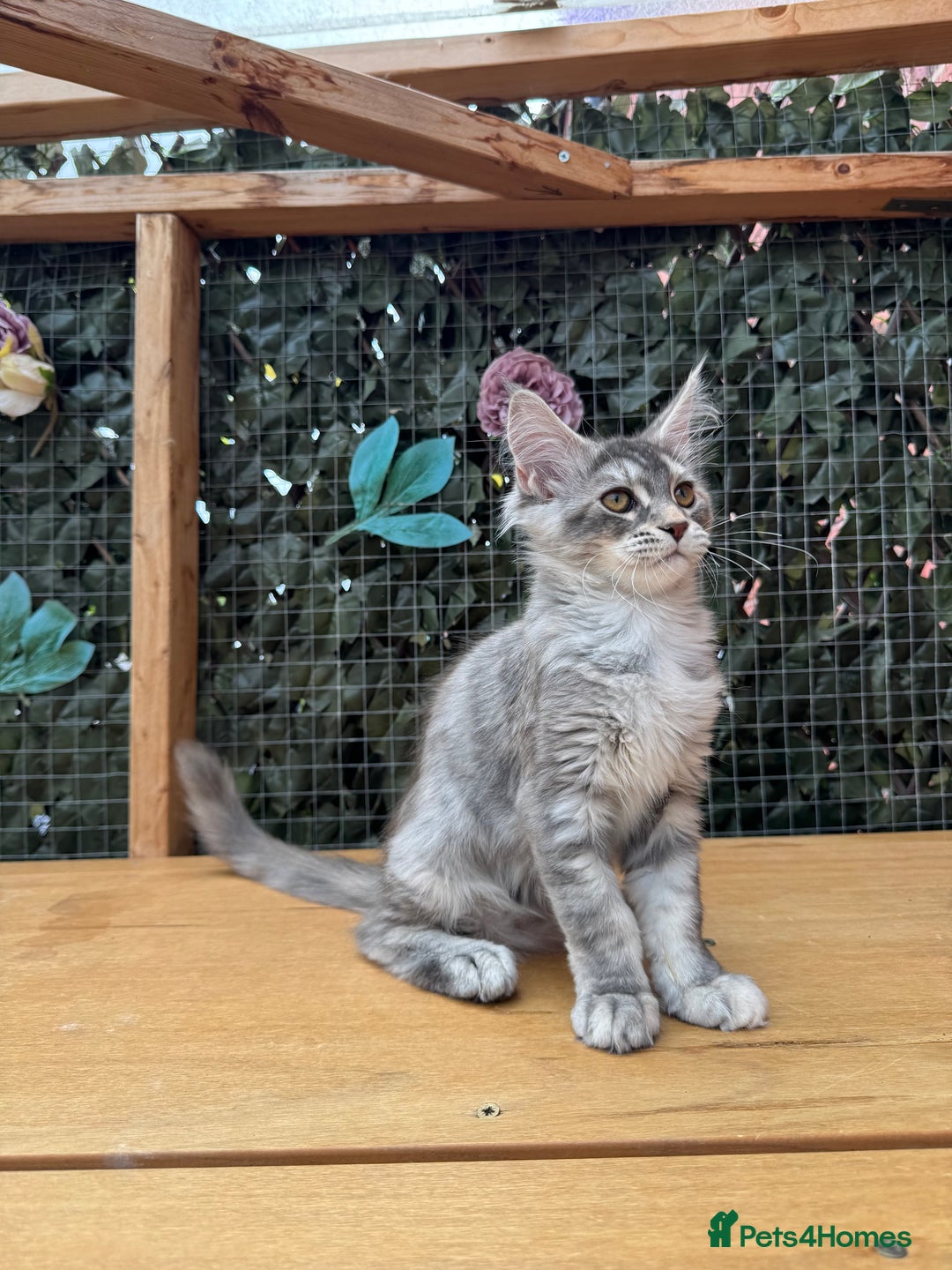 Maine Coon cats for sale: Russian bloodline Maine Coon Kittens 20+Gen! 🏆 - Image 3
