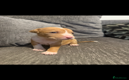 Mixed Breed dogs for sale: 7 Gorgeous Lurcher x Pocket Bully Pups  - Advert 6