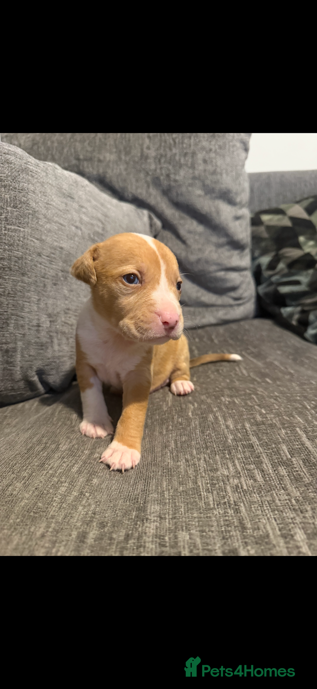 Mixed Breed dogs for sale: 7 Gorgeous Lurcher x Pocket Bully Pups  - Advert 6