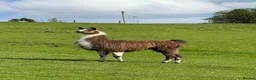 Llama livestock for sale: Male Llama for sale 🦙  - Advert 3