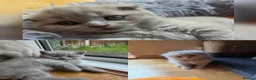 Scottish Fold cats for sale: Kittens Scottish lilac and blue fold fluffy boys in Nottingham - Advert 1