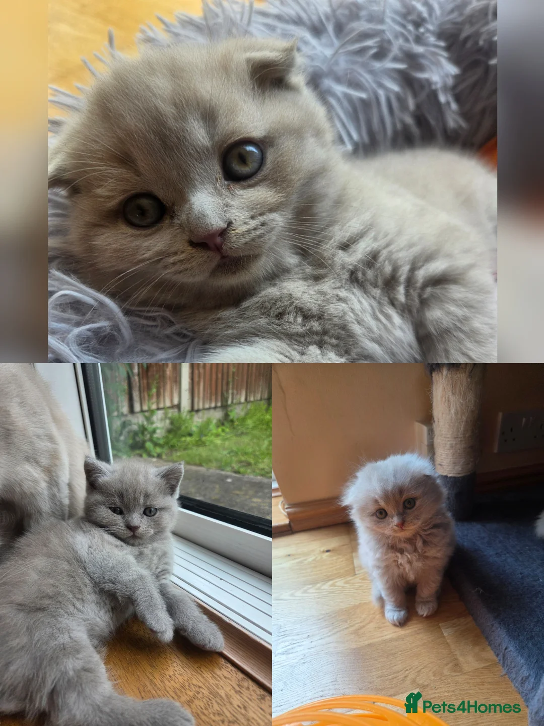Scottish Fold cats for sale: Kittens Scottish lilac and blue fold fluffy boys in Nottingham - Advert 1