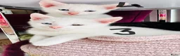 Mixed Breed cats for sale: Lovely kitten full of energy and love - Advert 9